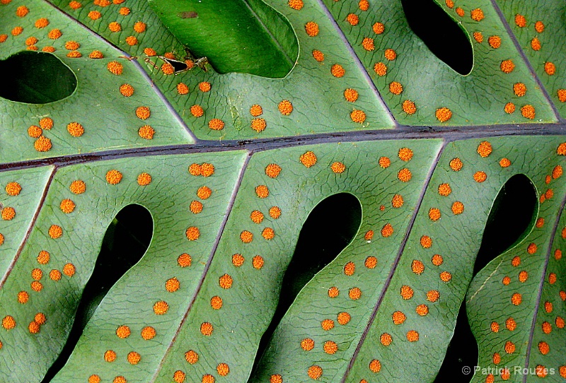 A Polka Dot Fern