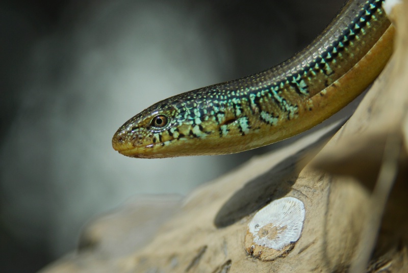 Glass snake - ID: 9691571 © Michael Cenci