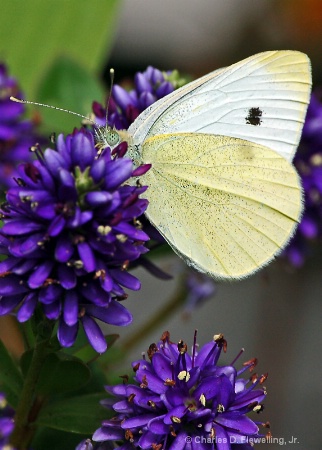 white butterfly on hebe