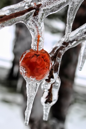 Crabapple on Ice