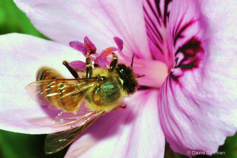 Another honey bee