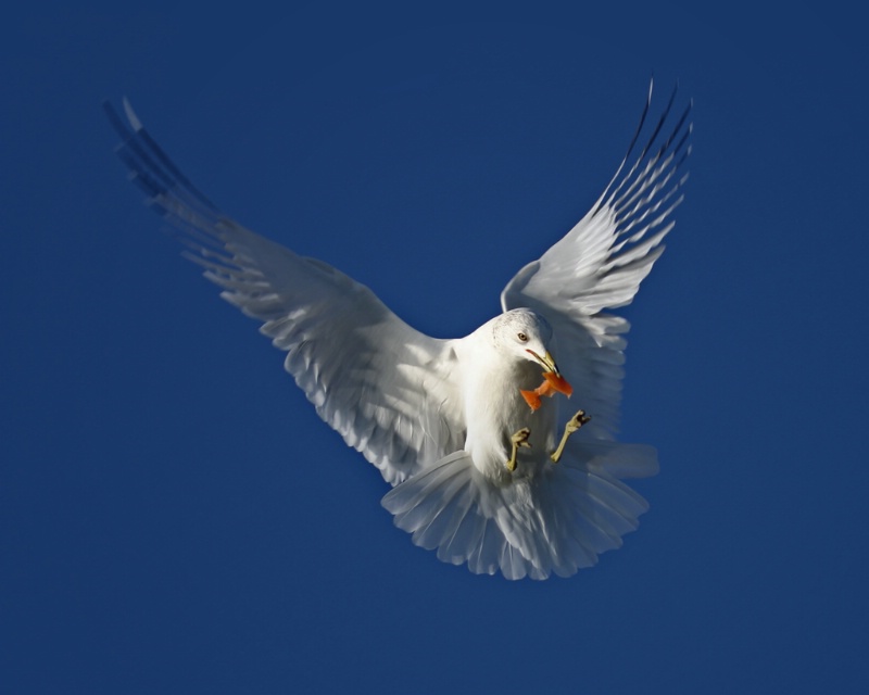 Gull Feeding