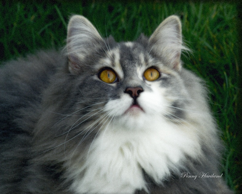 Kitty Watching the Birds