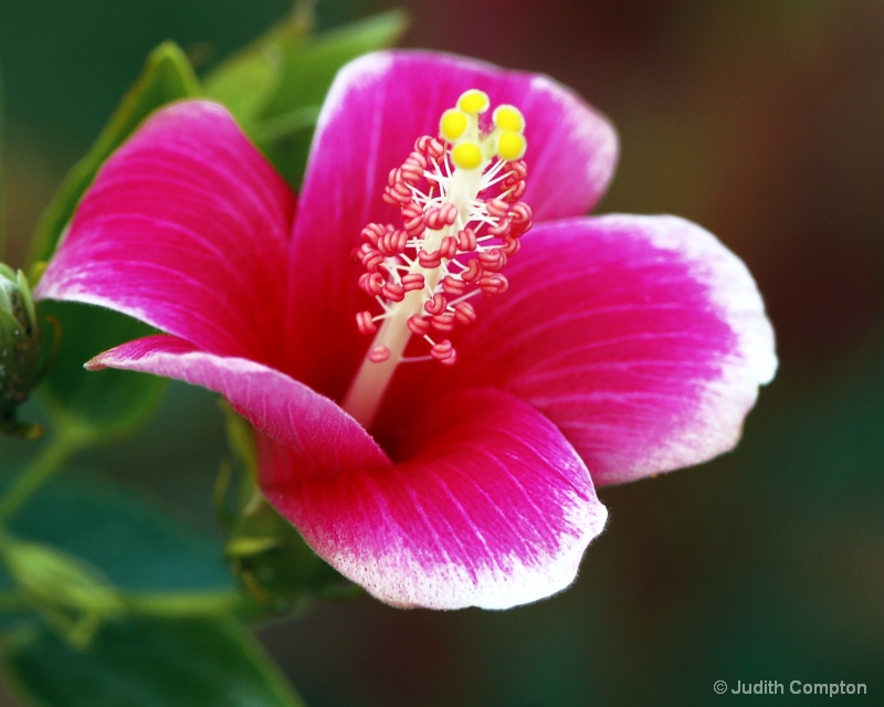 hibiscus - ID: 9696557 © Judith A. Kambara