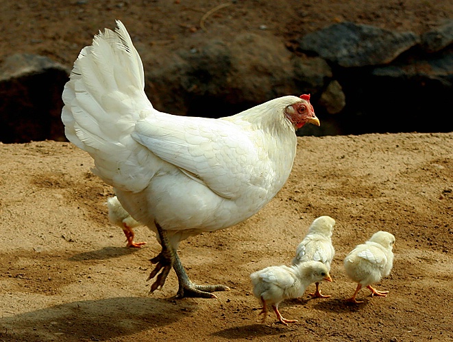 Learning to walk.