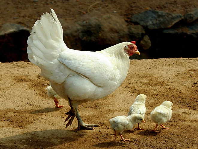 Learning to walk.