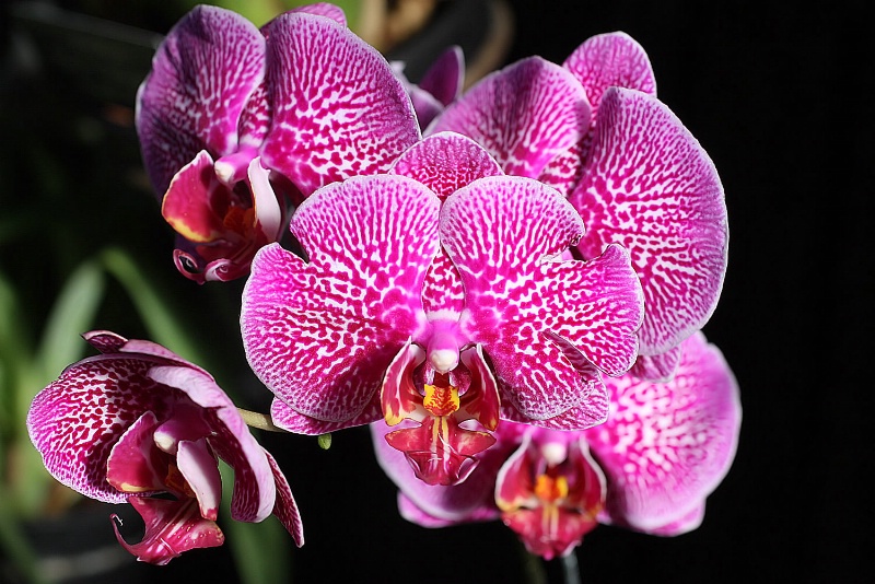 pink orchid