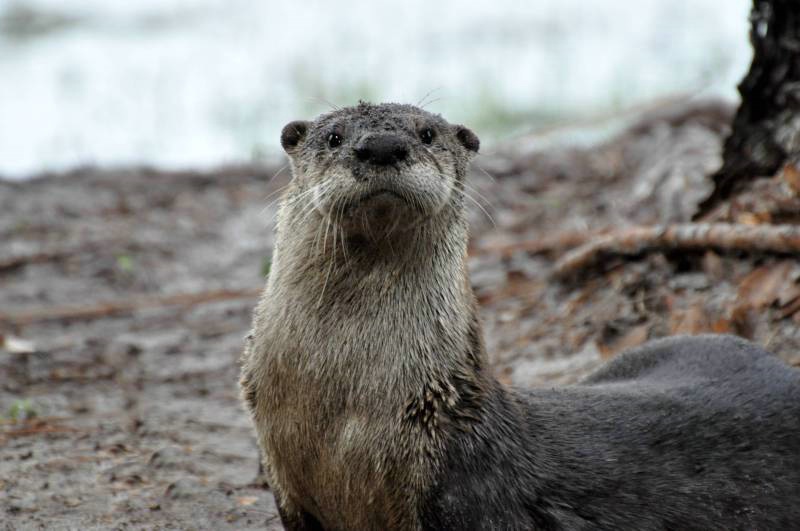 Adorable Otter