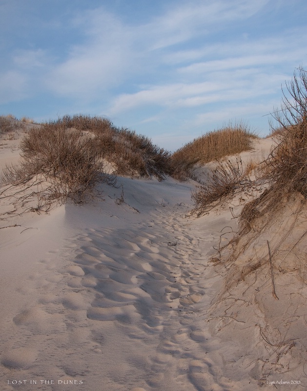 Lost in the dunes of winter ... D05766