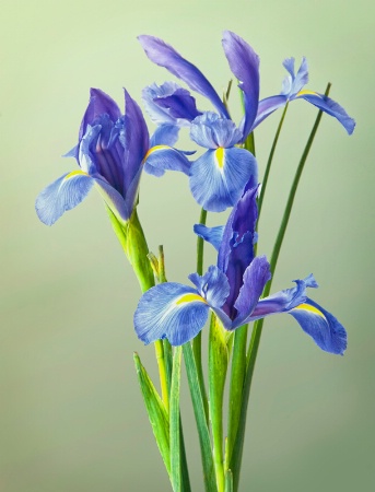 Iris Trio