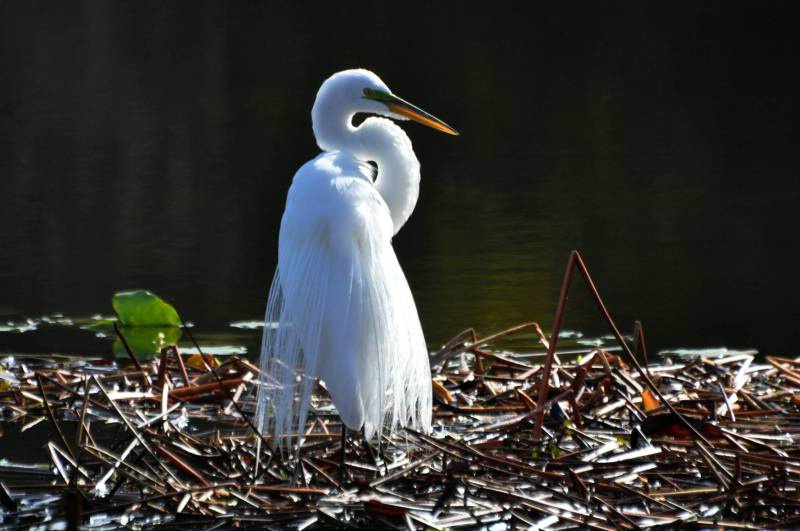 Beautiful Egret