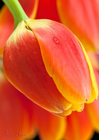 Tulip 