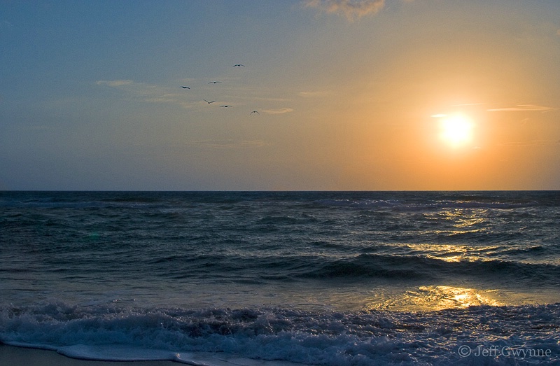Pelicans at Sunrise - ID: 9701304 © Jeff Gwynne
