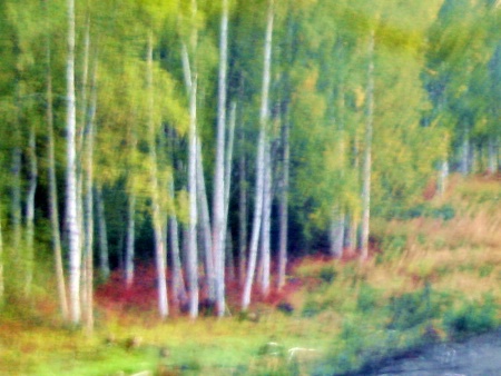 Abstract Birches