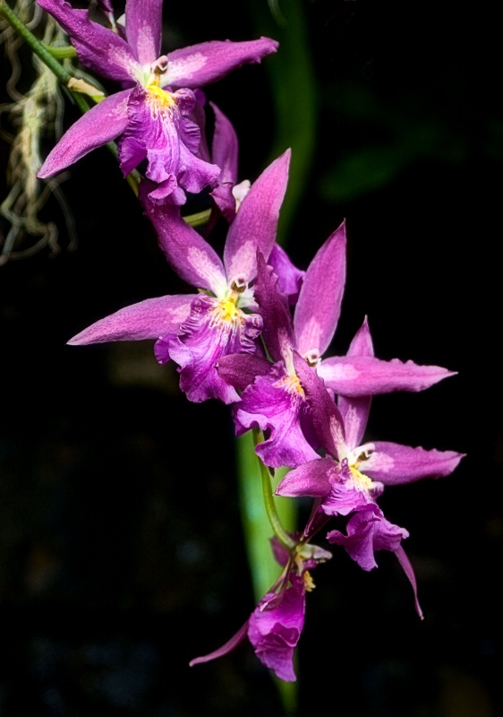 Purple Miniature Orchids