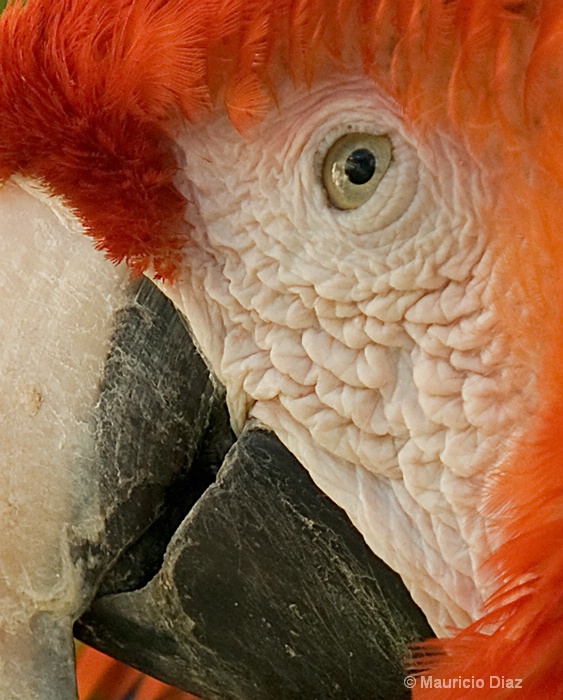 Parrot Eye - ID: 9703880 © Mauricio Diaz