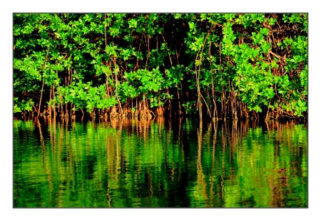 "Mangroves"