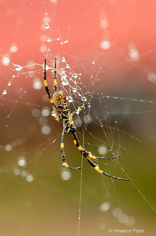 Golden Orb Spider