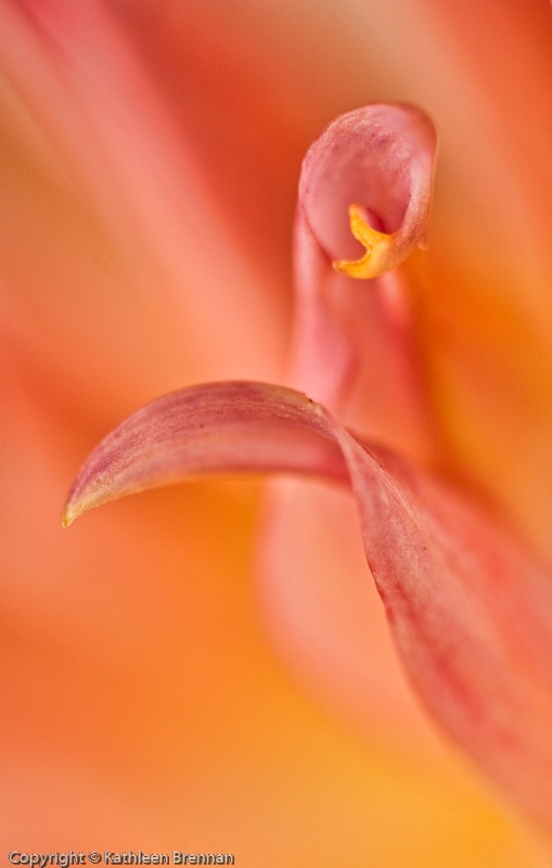 Dahlia detail