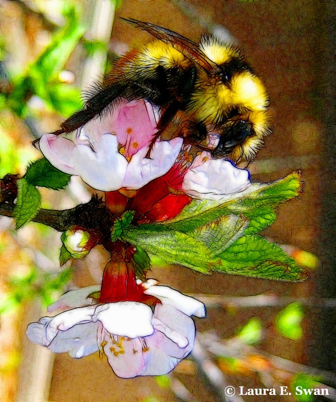 Mountain Bumble Bee