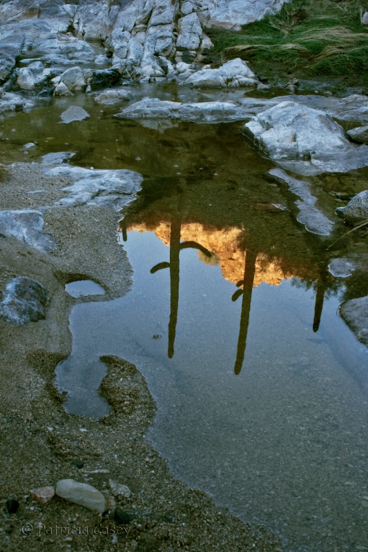 After the Storm - ID: 9705214 © Patricia A. Casey