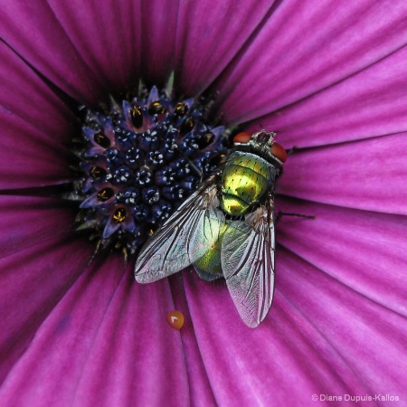 Green fly on purple flower