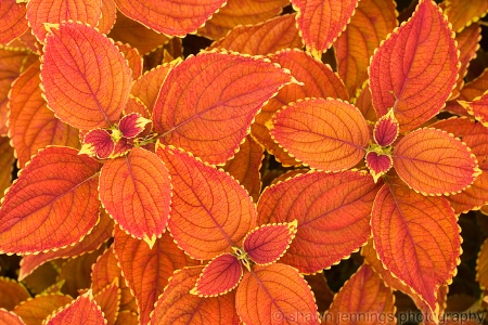 Coleus