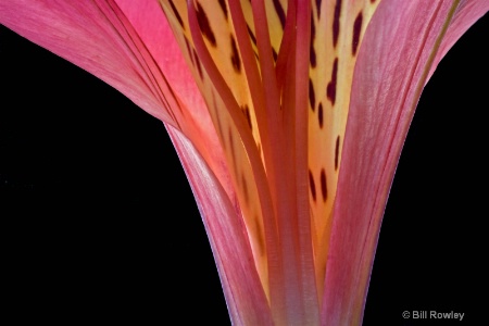 Peruvian Lily Interior