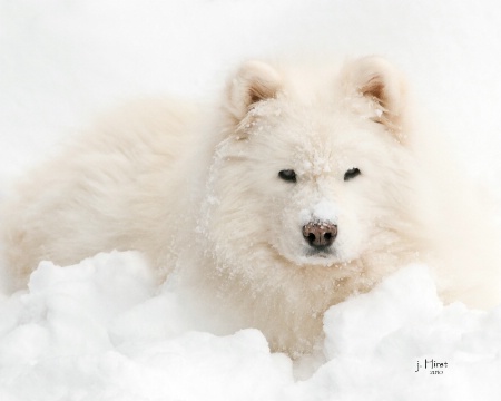 Wrapped In Snow- Samoyed