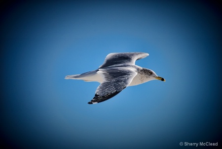 Gull in Flight