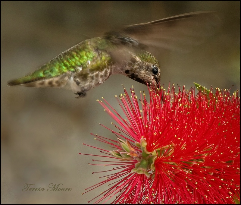 Hummingbird