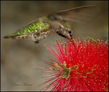 Hummingbird