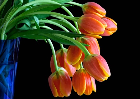 Tulips