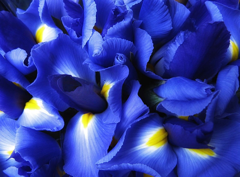 Iris Abstract