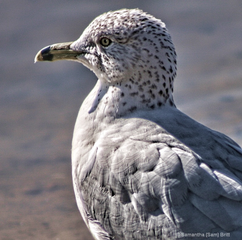 Gull Profile