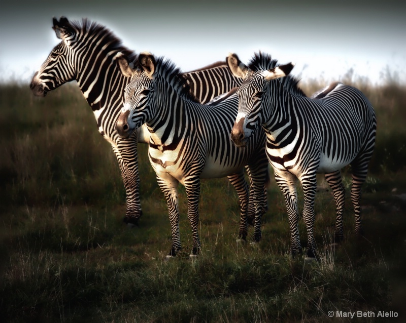 Wild at Sunset