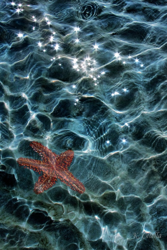 Ocean Stars