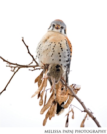 An American Kestrel With a Mouse