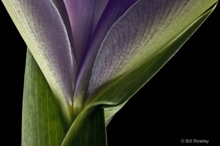 Iris Detail