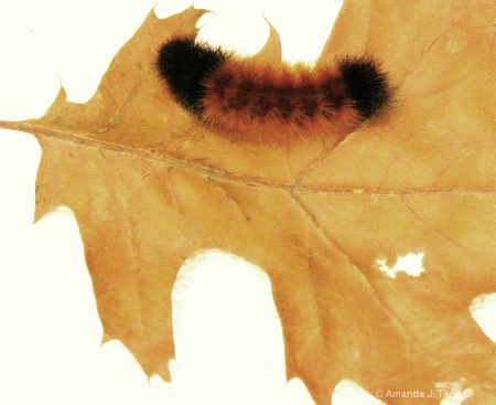 Woolly  Bear  Caterpillar