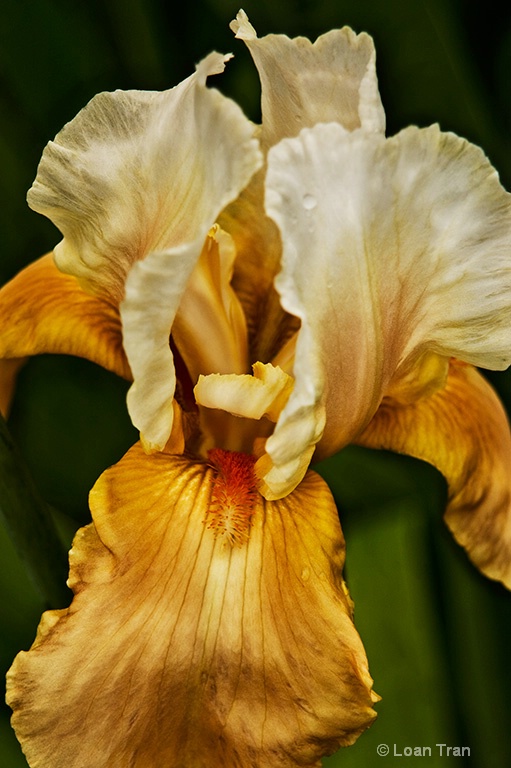 Brown Iris