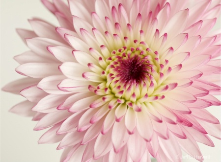 High Key Flower
