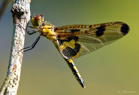 Stylish Dragonfly