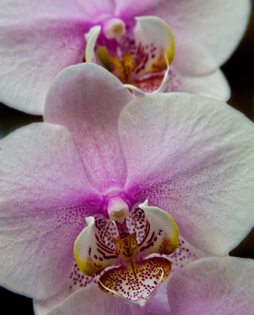 White and purple orchids