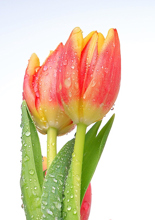 <b> Tulips</b>