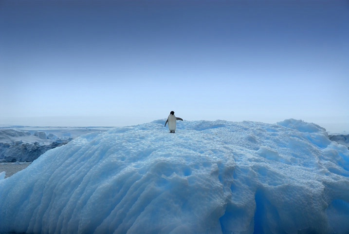 Iceberg King - ID: 9716520 © Viveca Venegas