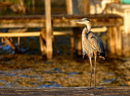 Golden Heron