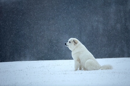 Rexie in snow