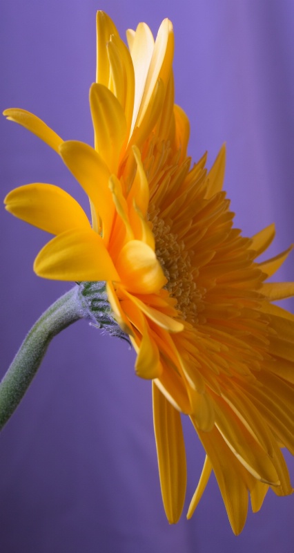 Gerbera In Profile