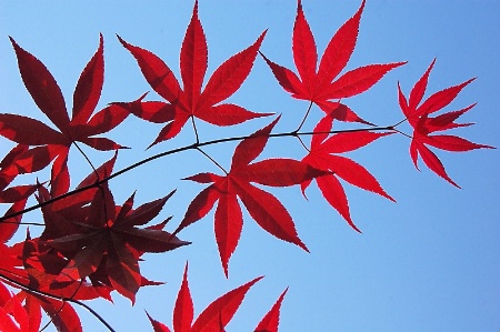 Crimson Leaves